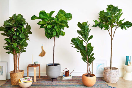 How to Care for Your Fiddle Leaf Fig