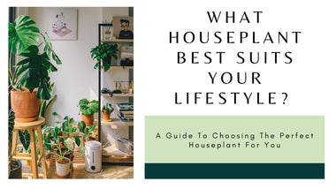 Which Houseplant Is Best For You Based on Your Lifestyle