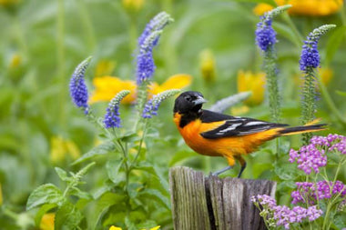 A Guide To Designing The Perfect Bird Garden