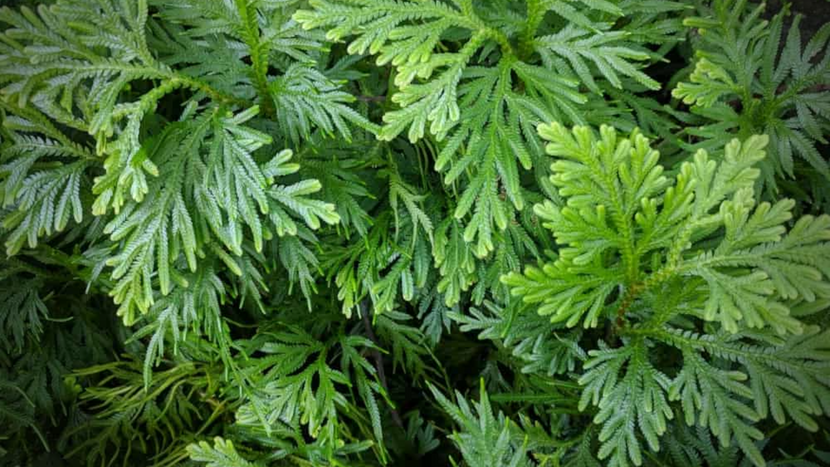 Arborvitae Tree Planting Guide