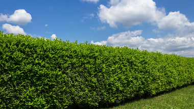 Everything To Know About Skip Cherry Laurel Shrubs
