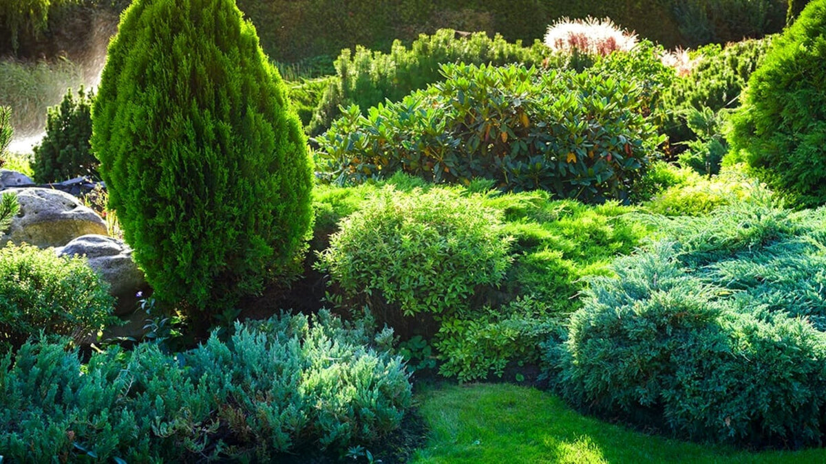 evergreen shrubs