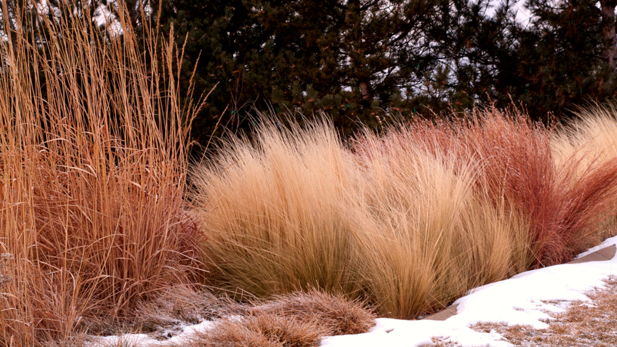 Dwarf Fountain Grass In Winter dwarf-fountain-grass-in-winter