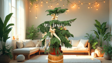This Year’s Trendiest Christmas Tree: The Norfolk Island Pine