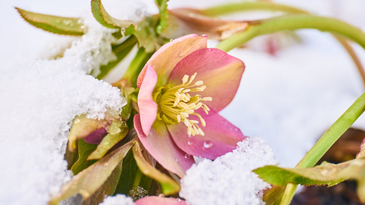 When January Tilts Toward Spring: A Prophecy for Gardeners