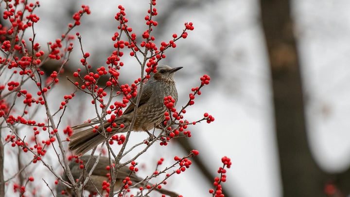 Woodie's Picks: Build a Winter Birdscape—Berries, Cover, and a Backyard That Stays Alive All Season
