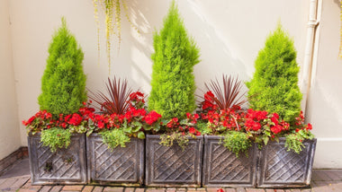 Patio Planters That Last: Growing Trees, Shrubs, and Perennials in Pots
