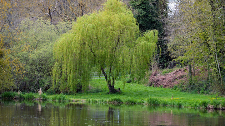 Woodie’s Picks: Statement Trees To Bring Whimsical Fairytale Magic To Your Garden