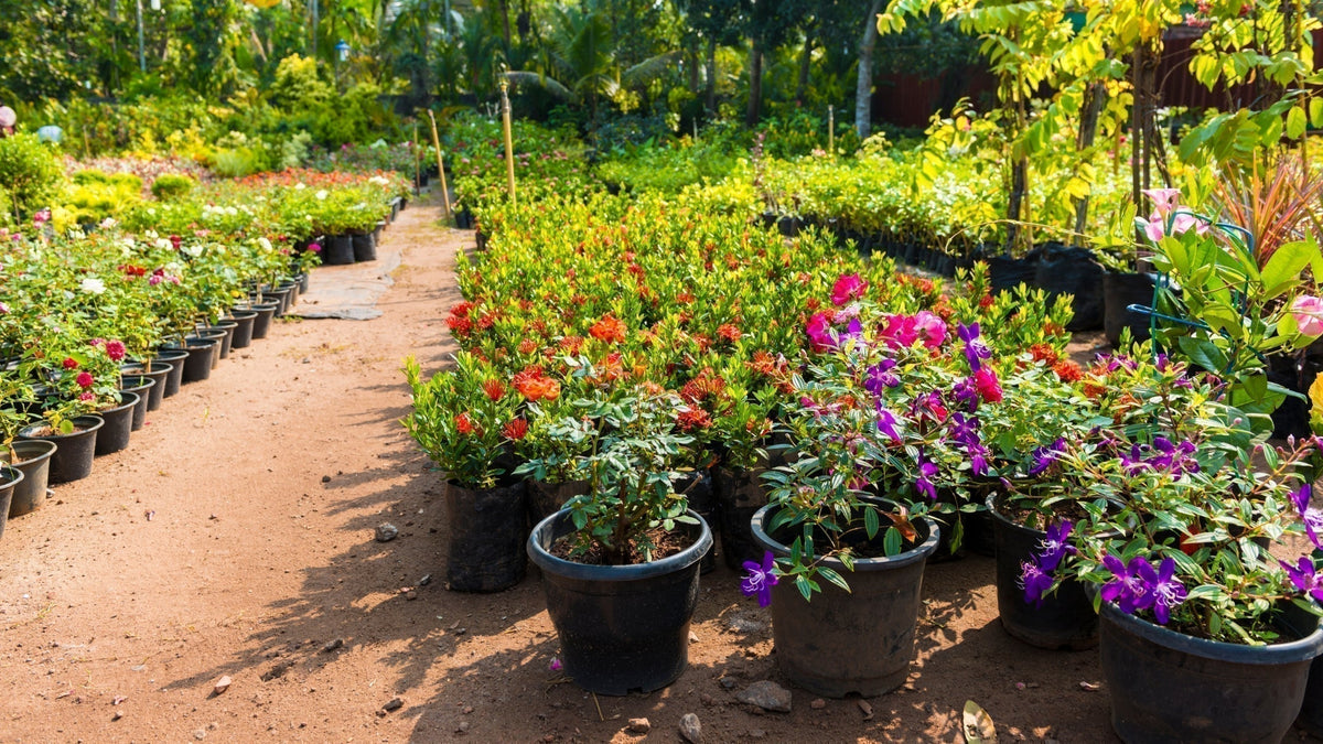 Understanding Nursery Pot Sizes: What 1, 2, 3, and 5 Gallon Plants Really  Mean for Your Landscape | Garden Goods Direct Blog
