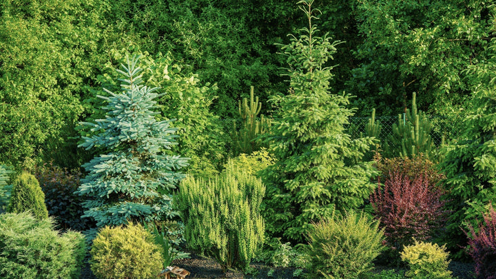 Woodie’s Picks: The Unmatched Beauty and Splendor of Spruce Trees