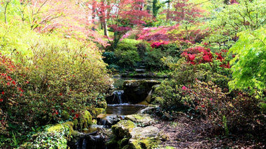 Not All Shade Is the Same: Mastering Dappled Light, Deep Shade, and Morning Sun