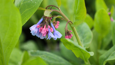 The Best Perennials for Woodland Gardens: Texture, Foliage, and Long-Lasting Beauty