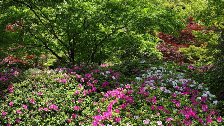 Shrubs for Structure and Year-Round Presence: Evergreen Anchors for the Woodland Garden