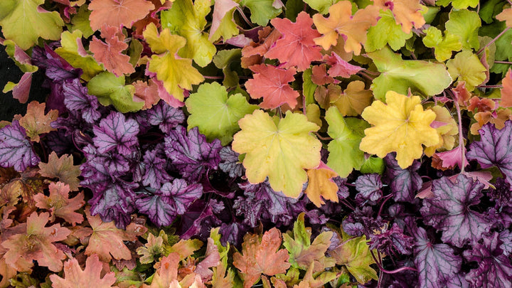 Woodie’s Picks: Heuchera–The Perfect Filler Plant To Brighten The Shady Corners of Your Fall Landscape