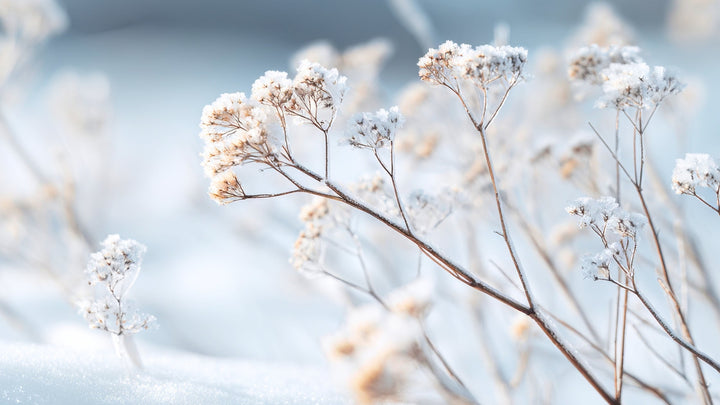 Overwintering Your Landscape Plants: A Friendly, Field-Tested Guide from Woodie