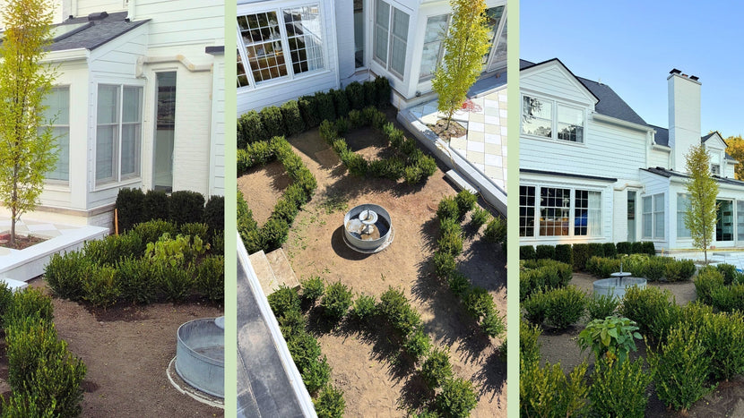 Creating Your Dream Formal Garden Begins With Boxwoods