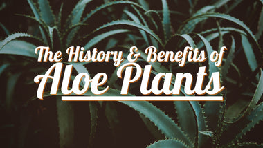 The History & Benefits of Aloe Plants