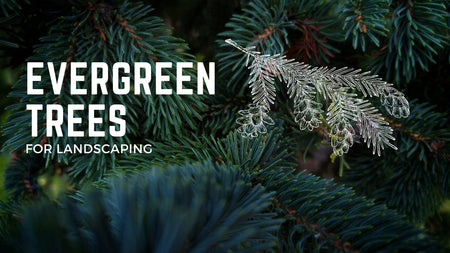 Examples of Evergreen Trees for Landscaping
