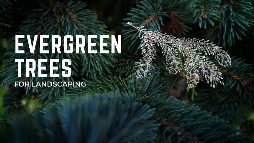 Examples of Evergreen Trees for Landscaping