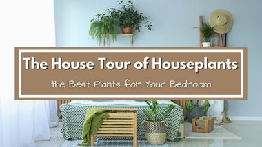 The House Tour of Houseplants: Best Plants for Your Bedroom