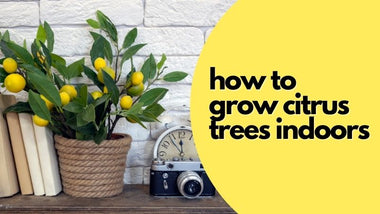 How to Grow Citrus Trees Indoors