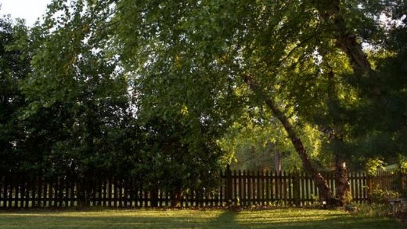 The Best Trees for Your Backyard