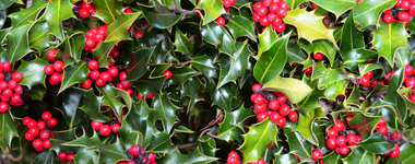 How to Plant and Grow Holly Bushes