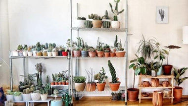 What Are the Mental Health Benefits of Plants?
