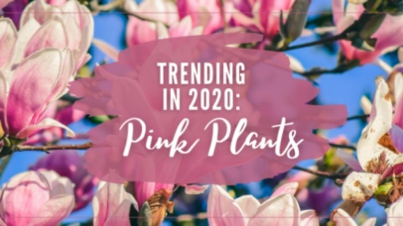 Trending in 2020: Pink Plants
