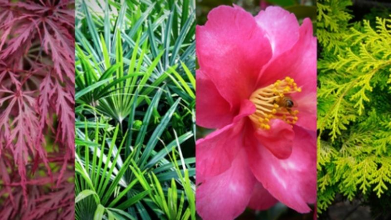 The Best Plants for Creating a Japanese Garden