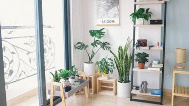 Trendiest Houseplants for 2020 - Including a Classic Comeback