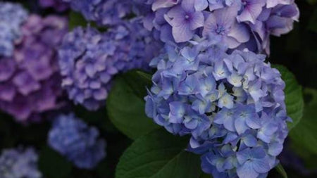 Get Award Winning Color with this Summertime Classic