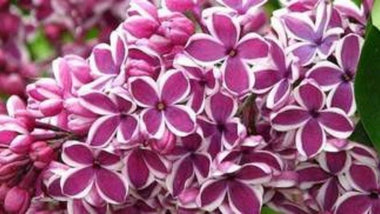 Tips for Choosing Fragrant Shrubs