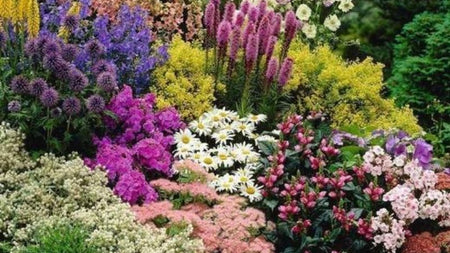 How and When to Divide Perennials
