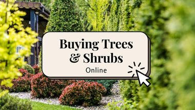 Can I Order and Plant Trees and Shrubs in the Fall and Winter?