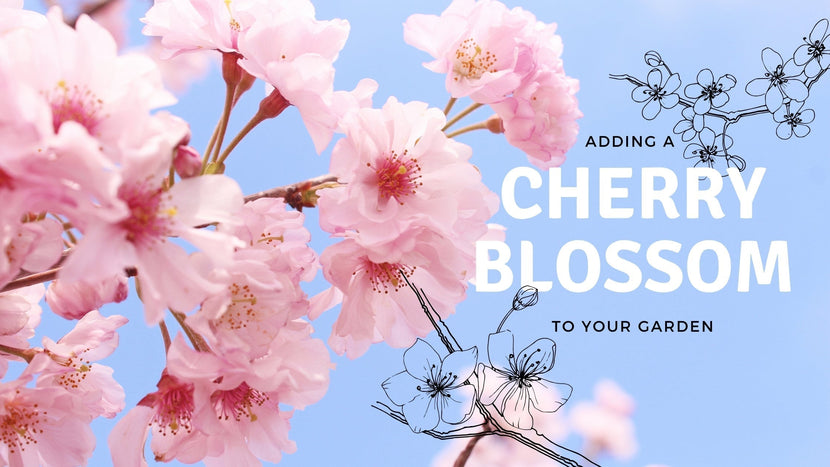 Why You Should Add a Japanese Cherry Blossom Tree To Your Home Garden