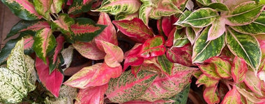 How to Care for Aglaonema Plants