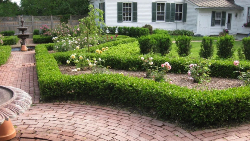 Boxwood Shrubs that Stay Green in Winter