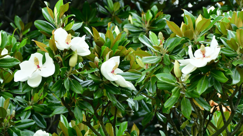 Magnolia Grandiflora Flowers on Mature Magnolia Tree
