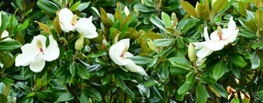 How to Plant & Care For Magnolia Trees