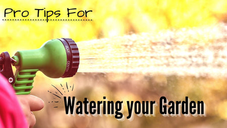 Top Pro Tips for Watering Your Garden