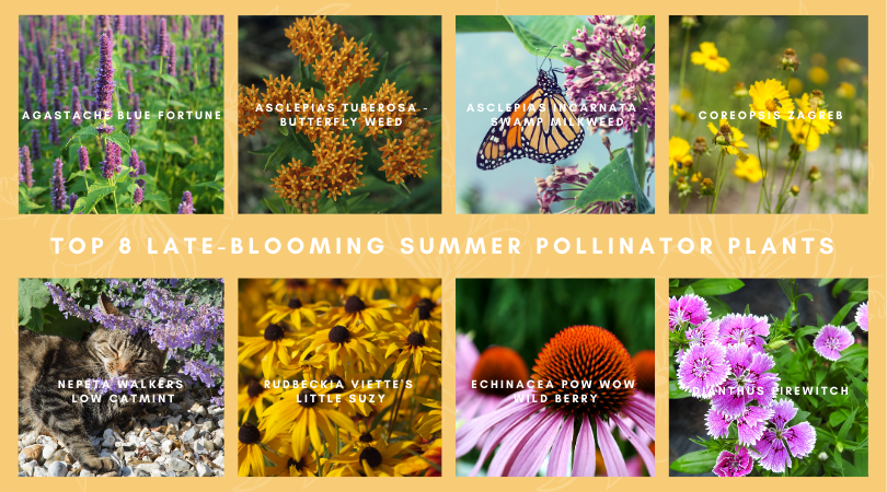 Top 8 Late-Blooming Summer Pollinator Perennials