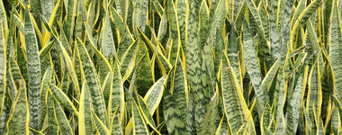 How to Grow and Care for Snake Plants
