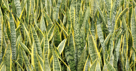 How to Grow and Care for Snake Plants