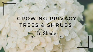 Growing Privacy Trees and Shrubs In Shade