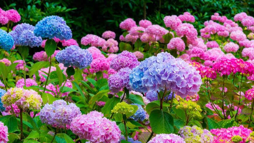 How to Care for Hydrangea Shrubs
