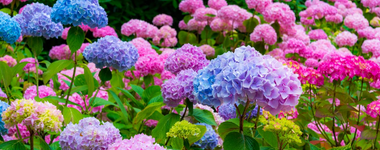 How to Care for Hydrangeas