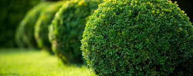 How to Plant and Care for Boxwood Shrubs