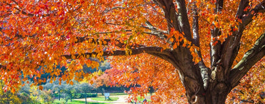 How to Plant and Care for Maple Trees