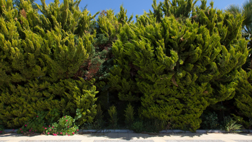 How to Plant Privacy